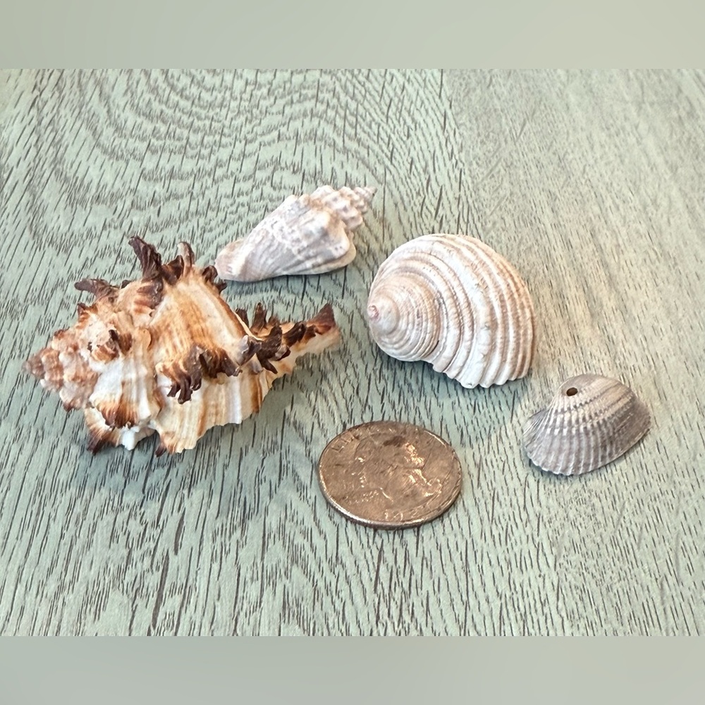 Lot Of 4 Shells Including A Murex Seashell Crafts Decor Shell - Picture 2 of 11